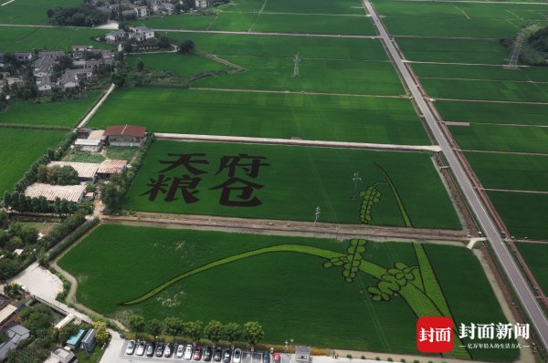 翻翻配资 四川崇州：田园成画布 彩色水稻“绘”出巨型大熊猫｜图集